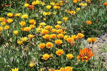 California garden flowers