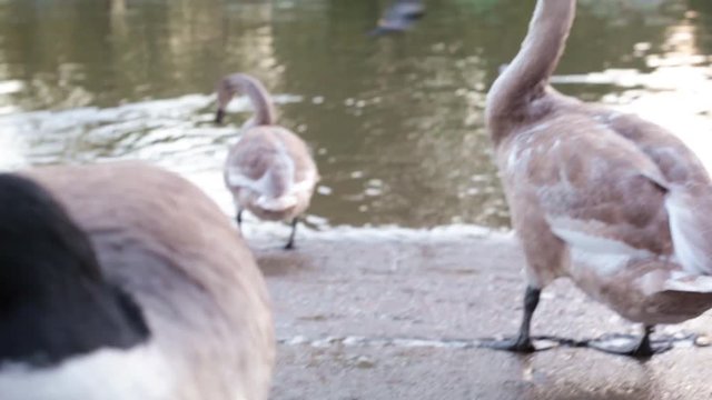 Urban city birds fed by tourists on Thames river bank in Richmond, London, Uk. Focus pulling from two whooper swans (Cygnus cygnus) to two green headed ducks looking for food.