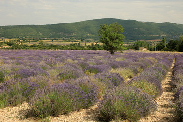 Fototapeta premium Lavendelfeld in der Provence