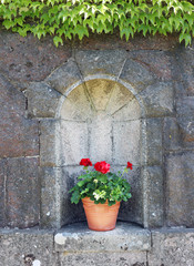 Fototapeta na wymiar Red Pelargonium in Sweden during Summer.
