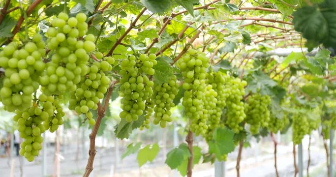 Green grape meadow farm