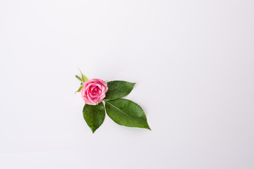pink rose with leaf on white background