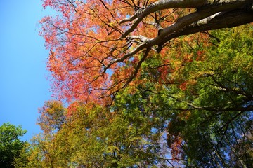 色とりどりのモミジの紅葉