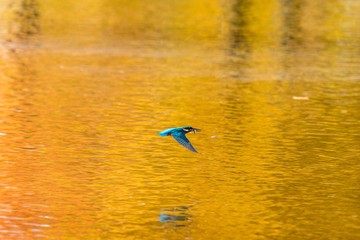 黄葉映す水面を餌をくわえて元気に飛ぶカワセミ