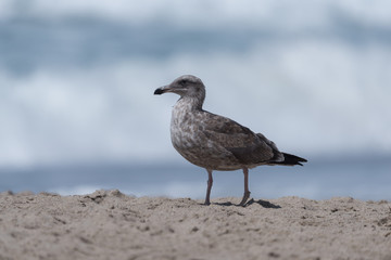 Juvenile seagull at the beach in Malibu, California
