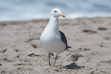 Seagull at the beach in Malibu, California