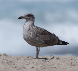 Juvenile seagull at the beach in Malibu, California