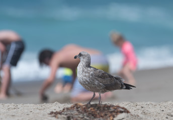 Juvenile seagull at the beach in Malibu, California, observing the beach goers