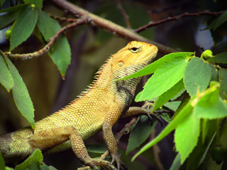 Beautiful closeup photo of Garden Lizard waiting for flying insect