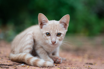 Cute kitten sitting on the ground in the garden