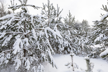 Snow drifts in winter