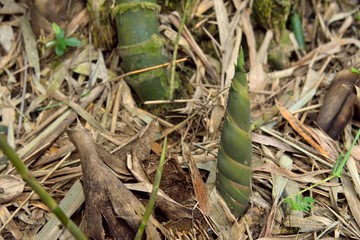 bamboo shoot on nature in forest thailand