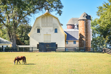 A horse grazing during the spring in a meadow