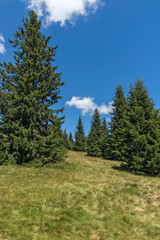 Fototapeta na wymiar Amazing Summer landscape of Rhodope Mountains near Snezhanka peak and ski resort Pamporovo, Smolyan Region, Bulgaria