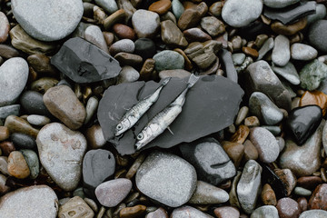 Postal de peces muertos en la playa