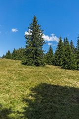 Fototapeta na wymiar Amazing Summer landscape of Rhodope Mountains near Snezhanka peak and ski resort Pamporovo, Smolyan Region, Bulgaria