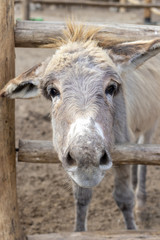 Fototapeta premium Cute donkey on the farm