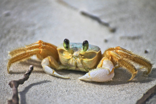 Little yellow crab walking on the beach