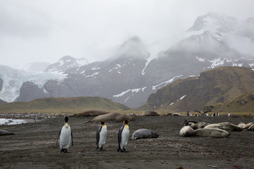 penguin in the arctic