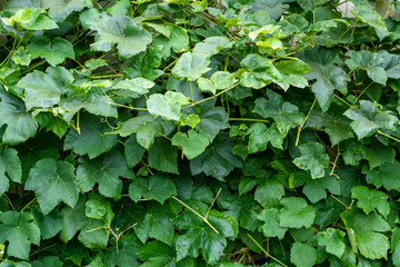 Fototapeta na wymiar Wall of grape vines and leaves as a nature background 