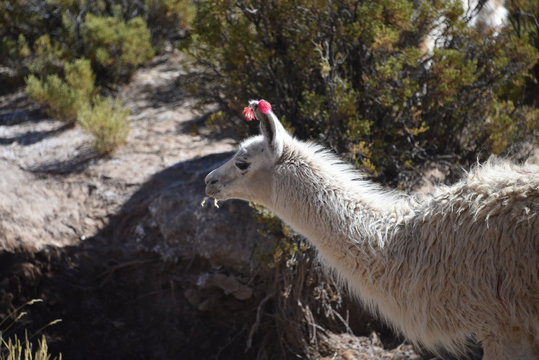 Llamas grazing in the highlands of the Andes Mountains, near Tupiza, Bolivia, South America