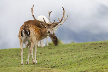 deer on green ground