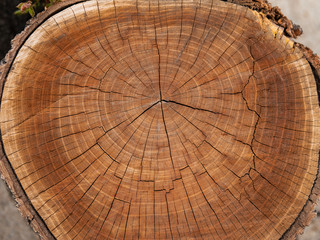 Wooden stump isolated on the white background. Round cut down tree with annual rings as a wood texture. Close up.