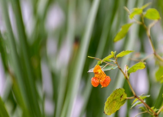 Orange Waterside Flower