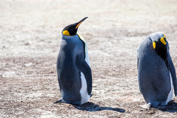 Fototapeta premium penguin in the arctic