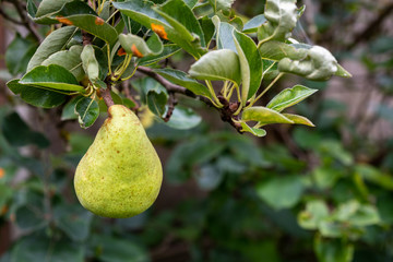 Single pear growing on a branch with diseased leaves, rust fungus
