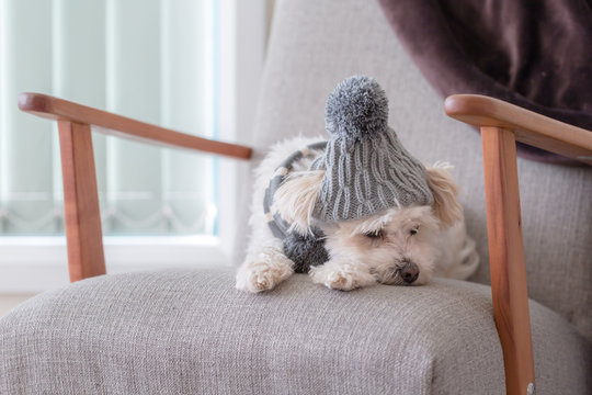 Small dog laying face down on a couch looking sad with winter beanie and scarf on