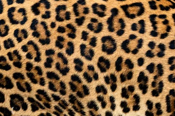 Fotobehang Detail huid van luipaard. © ake
