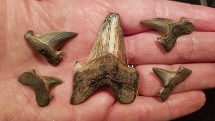 fossils shark teeth otodus © RealLife