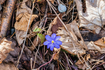 Leberblümchen und Schneckenhaus auf Waldboden