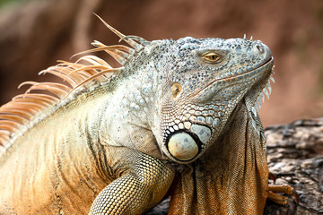 Costa Rica Tortuguero Iguana.