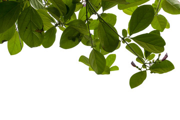 green leaf of treetop isolated on white background