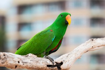 Green eclectus parrots and forpus bird.