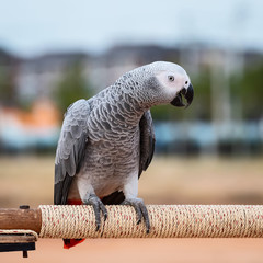 African grey parrot.