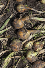 harvest onion to dry
