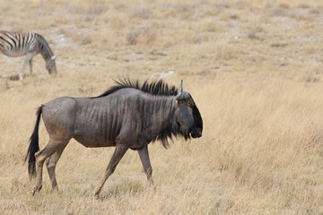 gnu buffalo group eating in africa
