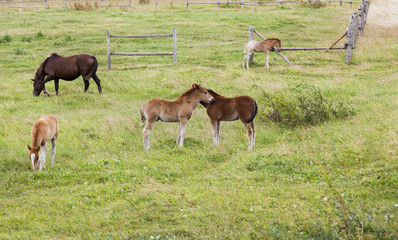 Naklejka na ściany i meble group of little foals playing together and an adult horse