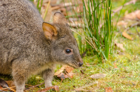 Tasmanian pademelon (a type of small, kangaroo-like marsupial) feeding on grass.