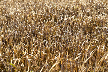 mature yellowed grass