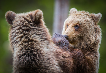 Brother, don't punch my nose!