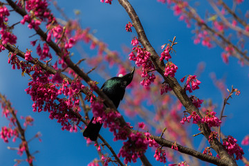 New Zealand Tui 