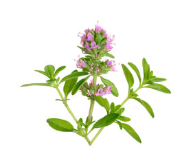 Fresh thyme spice isolated on white background