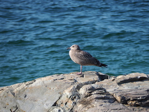 lonely seagull on rock by the ocean