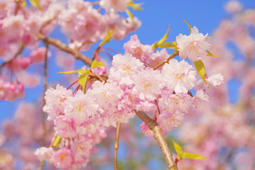 桜　春　素材