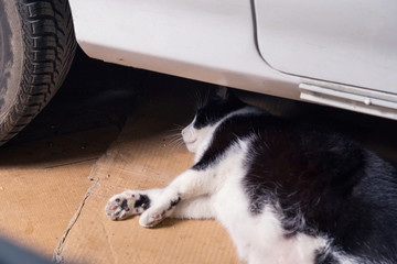 Resting cat, lying on cardboards behind a car, surprised there, open eyed looking. In a old garage.