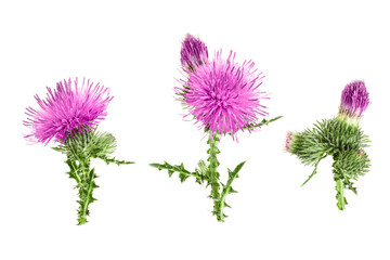 milk thistle flower isolated on white background. Top view. Flat lay pattern